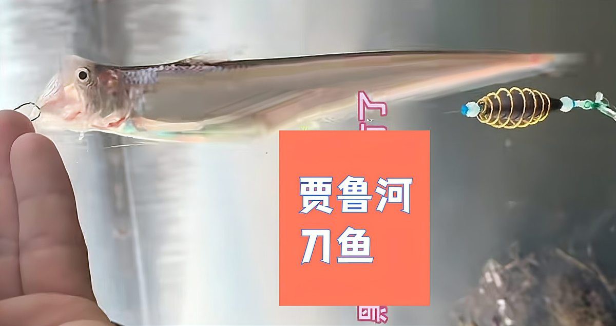 刀魚有哪些品種和圖片，刀魚是一類體型狹長側薄、形似尖刀的洄游性魚類魚類 刀魚有哪些品種和圖片，刀魚是一類體型狹長側薄、形似尖刀的洄游性魚類魚類 龍魚論壇 第8張