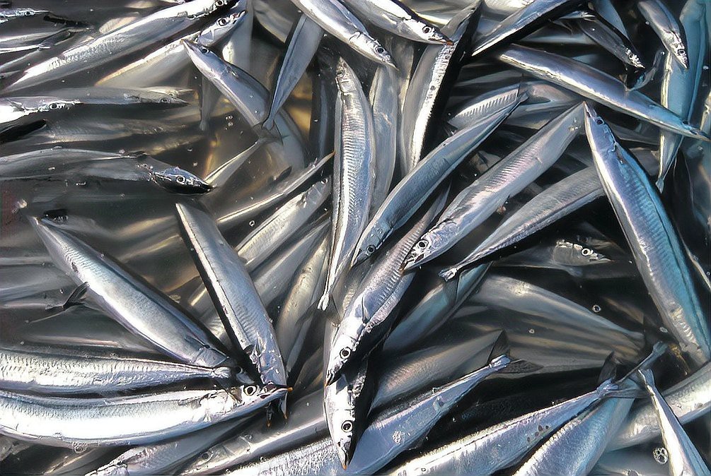 刀魚有哪些品種和圖片，刀魚是一類體型狹長側薄、形似尖刀的洄游性魚類魚類 刀魚有哪些品種和圖片，刀魚是一類體型狹長側薄、形似尖刀的洄游性魚類魚類 龍魚論壇 第5張