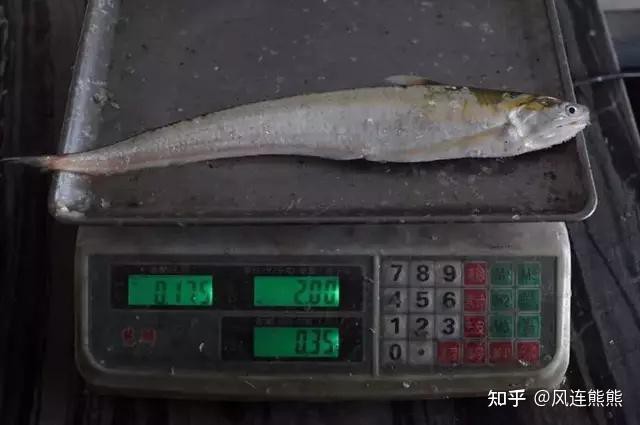 刀魚有哪些品種和圖片，刀魚是一類體型狹長側薄、形似尖刀的洄游性魚類魚類 刀魚有哪些品種和圖片，刀魚是一類體型狹長側薄、形似尖刀的洄游性魚類魚類 龍魚論壇 第6張