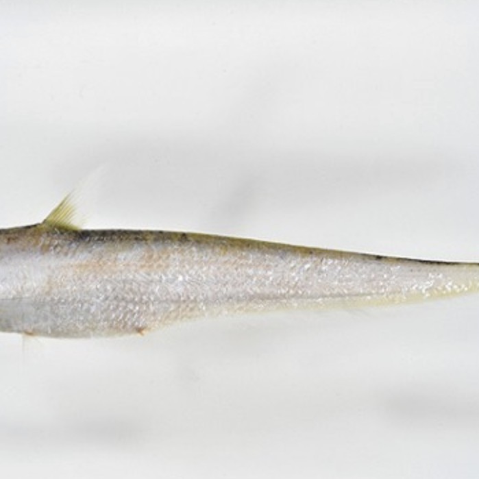 刀魚有哪些品種和圖片，刀魚是一類體型狹長側薄、形似尖刀的洄游性魚類魚類 刀魚有哪些品種和圖片，刀魚是一類體型狹長側薄、形似尖刀的洄游性魚類魚類 龍魚論壇 第10張
