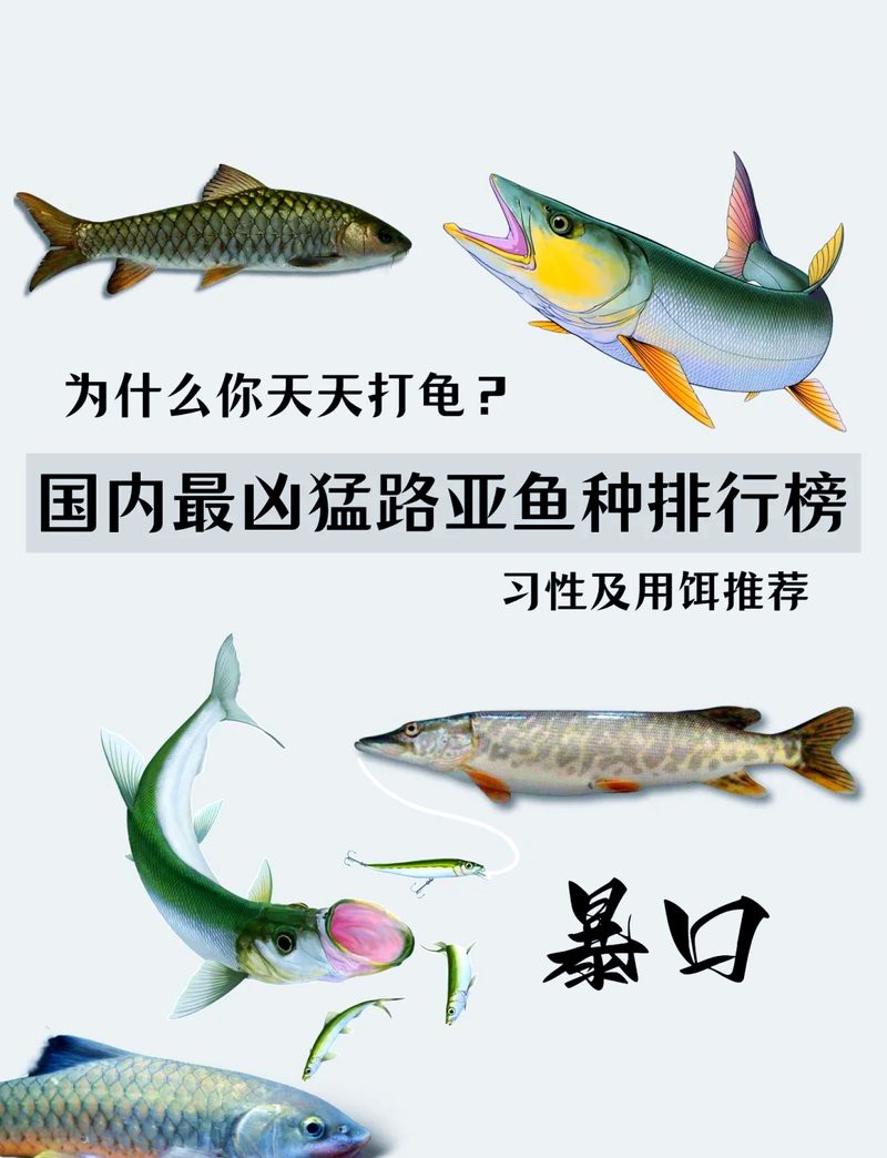 十大兇猛魚排名，世界十大兇猛魚類排行榜 十大兇猛魚排名，世界十大兇猛魚類排行榜 龍魚論壇 第3張