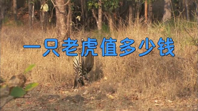 老虎多錢一只？，《老虎多錢一只》聚焦于老虎這一珍稀動(dòng)物市場(chǎng)價(jià)值探討