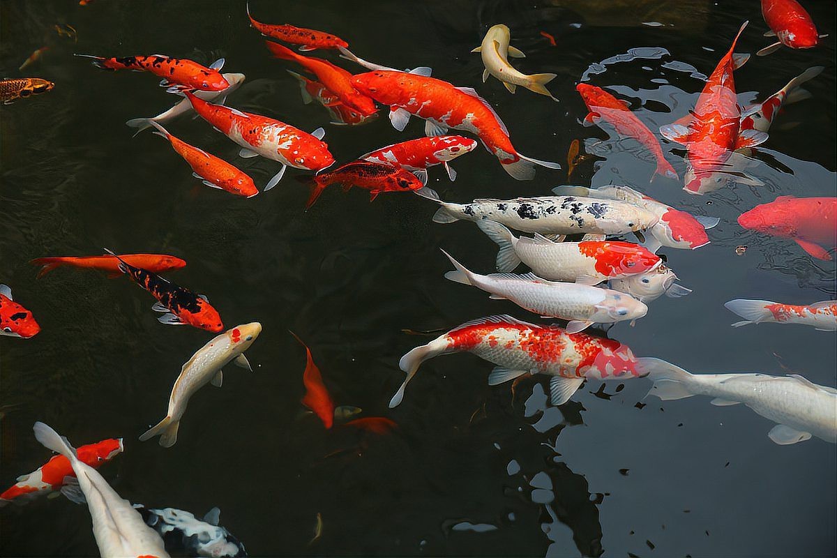 十大最稀有風(fēng)水魚，“十大最稀有風(fēng)水魚”涵蓋了多種兼具觀賞價(jià)值與吉祥寓意的珍稀品種 十大最稀有風(fēng)水魚，“十大最稀有風(fēng)水魚”涵蓋了多種兼具觀賞價(jià)值與吉祥寓意的珍稀品種 龍魚論壇 第3張