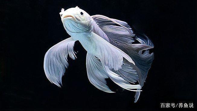 假白錦鯉魚最經典十句話，“假白金錦鯉魚最經典十句話”十句經典十句經典句話