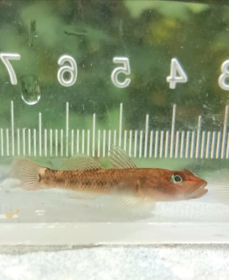 十大巨型蝦虎魚，蝦虎魚的生爆發式推進力形目下的重要類生存策略