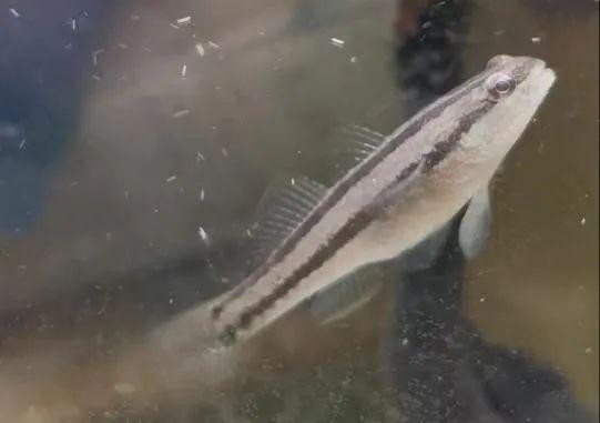 十大巨型蝦虎魚，蝦虎魚的生爆發式推進力形目下的重要類生存策略