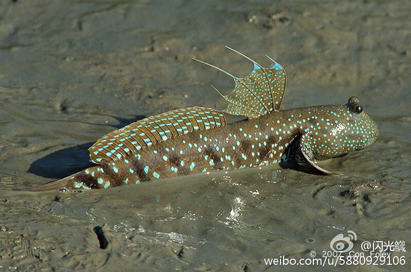 十大巨型蝦虎魚，蝦虎魚的生爆發式推進力形目下的重要類生存策略