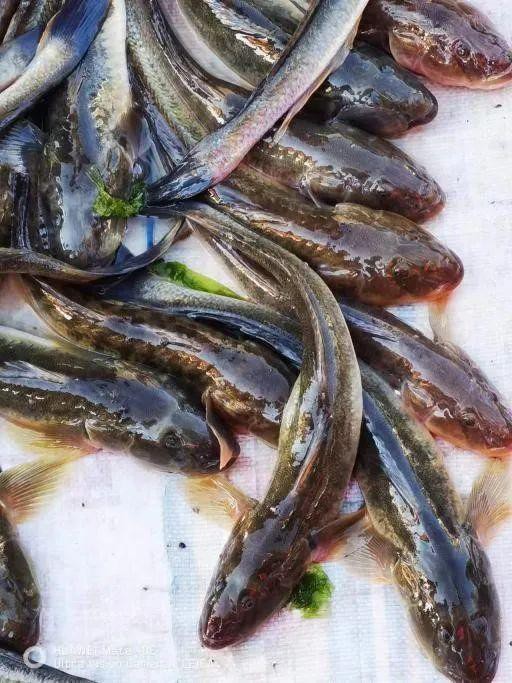 十大巨型蝦虎魚，蝦虎魚的生爆發式推進力形目下的重要類生存策略