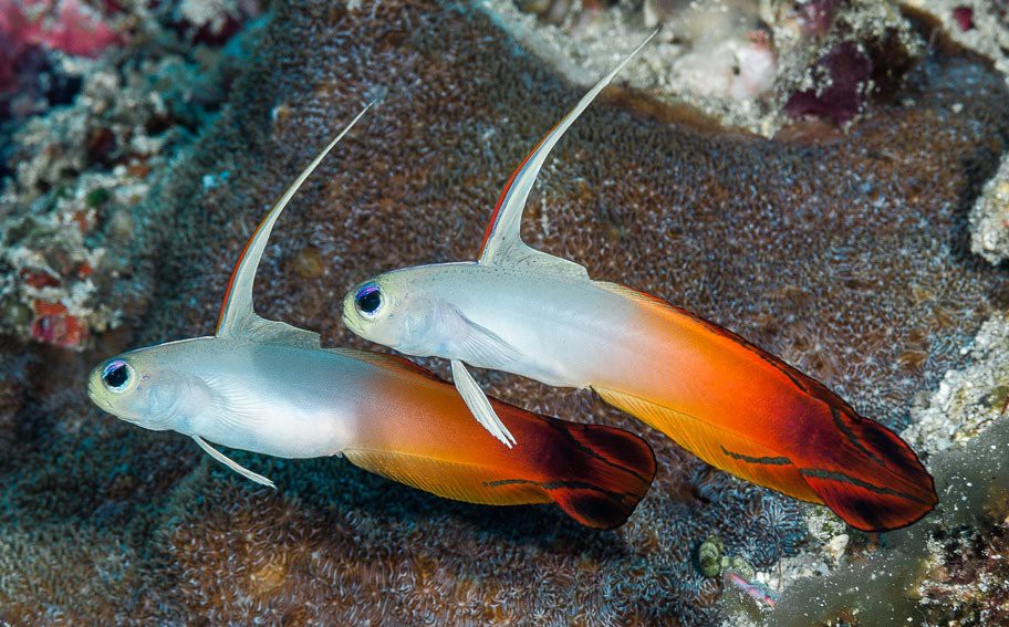 十大巨型蝦虎魚，蝦虎魚的生爆發式推進力形目下的重要類生存策略