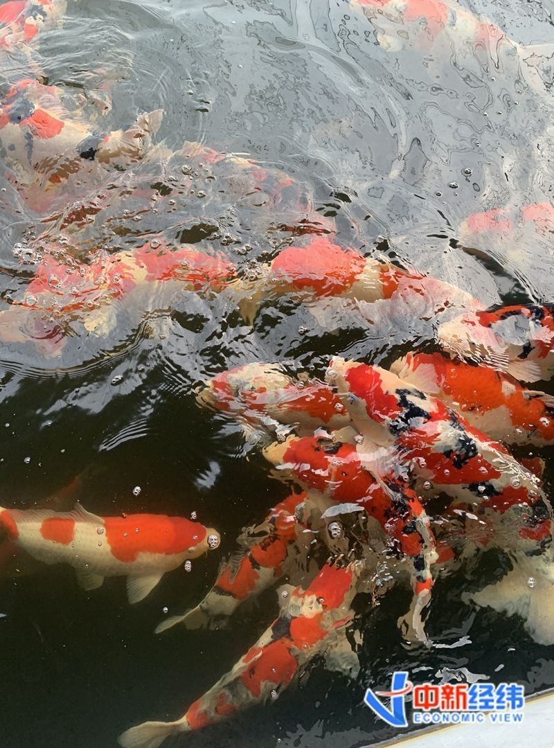 柳江龍魚店，廣西柳江區(qū)產(chǎn)業(yè)一線丨一條錦鯉賣了37萬