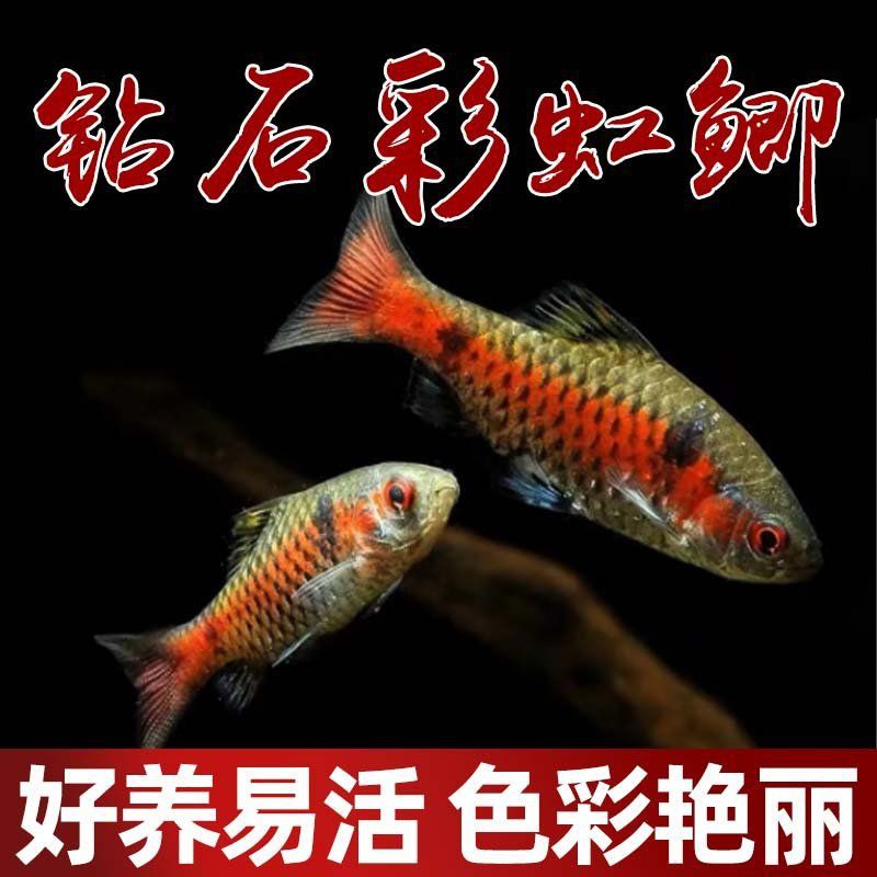 玫瑰鯽混養(yǎng)最忌三種東西，玫瑰鯽混養(yǎng)時(shí)需特別注意三類問題