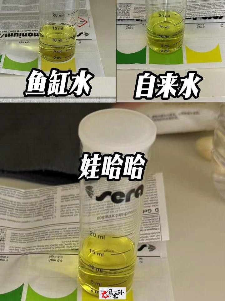 如何判斷金龍魚蒙眼的嚴重程度？，金龍魚為什么會得蒙眼病這種病該怎么治老魚友幫你想辦法農情萬家