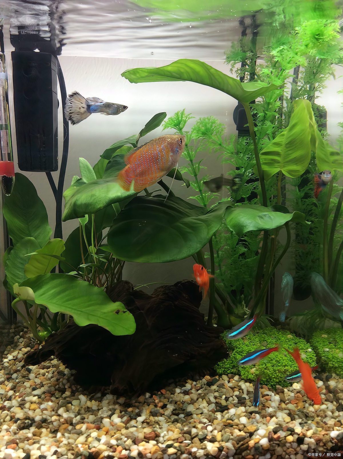 十大名牌魚缸濾材排名，專業級魚缸濾材品牌排名