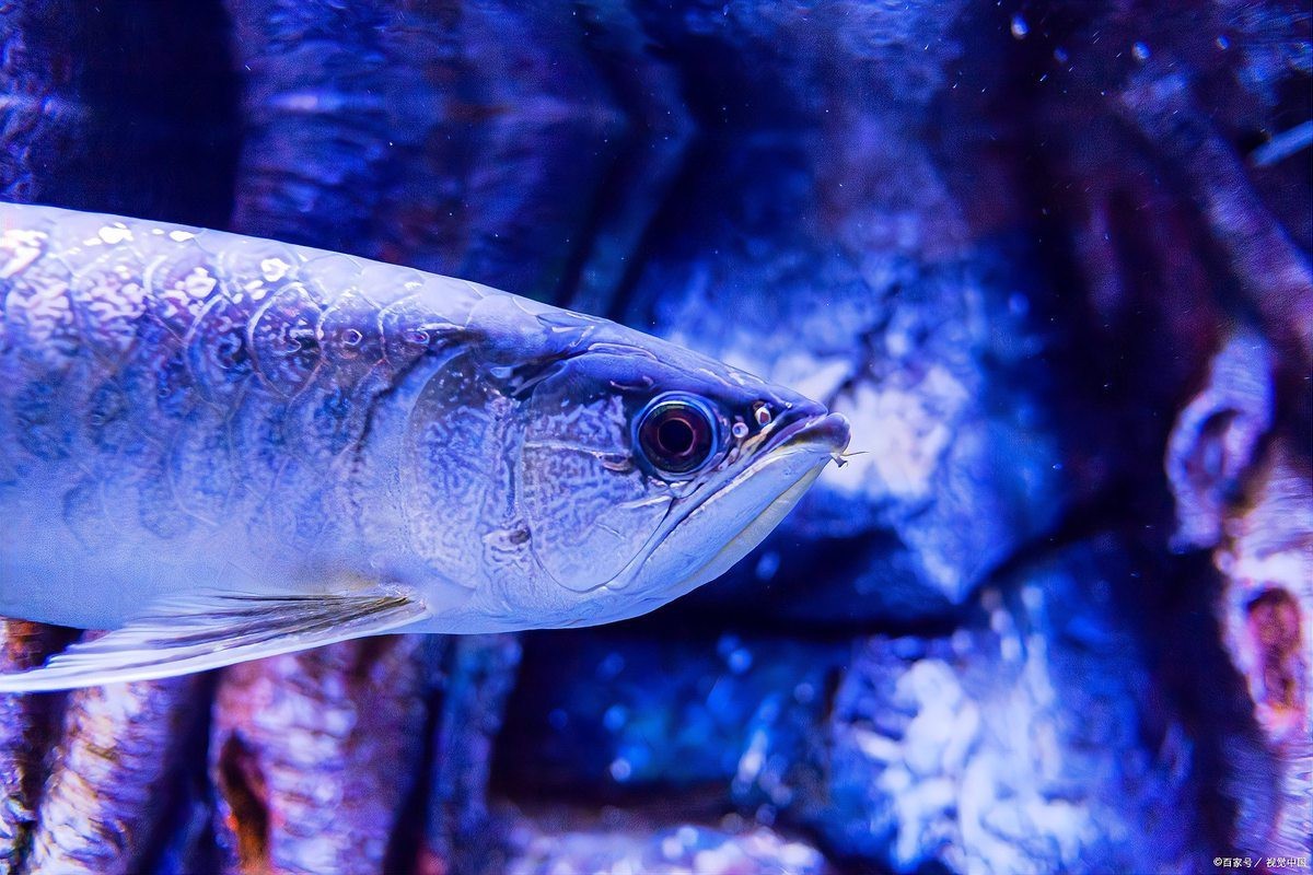 如何拍攝高清全龍魚圖片？，如何拍攝高清龍魚圖片？