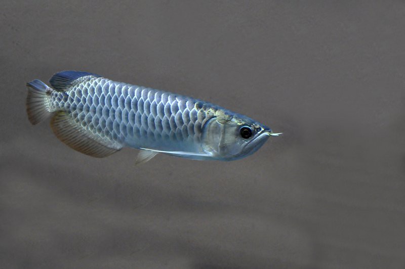 如何拍攝高清全龍魚圖片？，如何拍攝高清龍魚圖片？