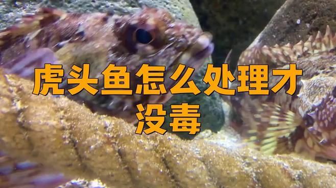 老虎頭魚盡量少吃，《老虎頭魚盡量少吃》