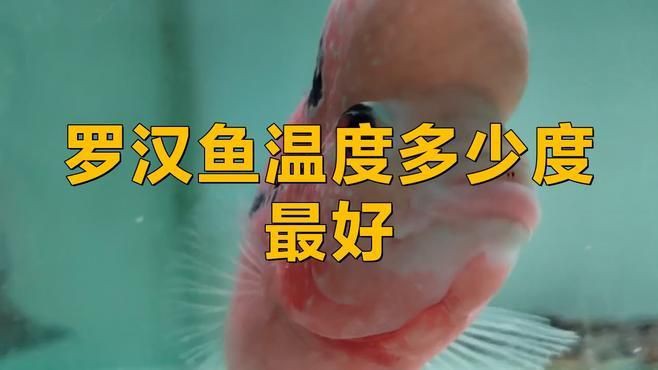 羅漢魚20度能活嗎，羅漢魚水溫多少度最佳不可低于多少度
