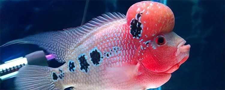 羅漢魚20度能活嗎，羅漢魚水溫多少度最佳不可低于多少度