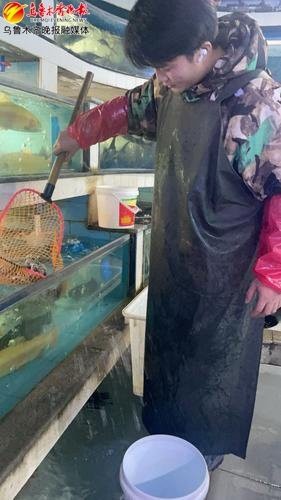 達坂城龍魚店，洛陽達坂城龍魚店達坂城龍魚店有哪些特色品種