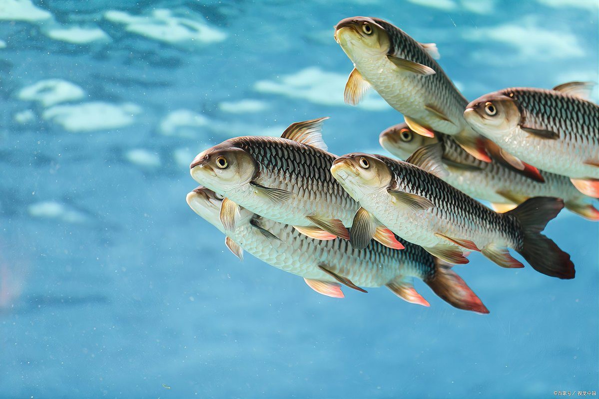 養七條魚象征著什么，\
