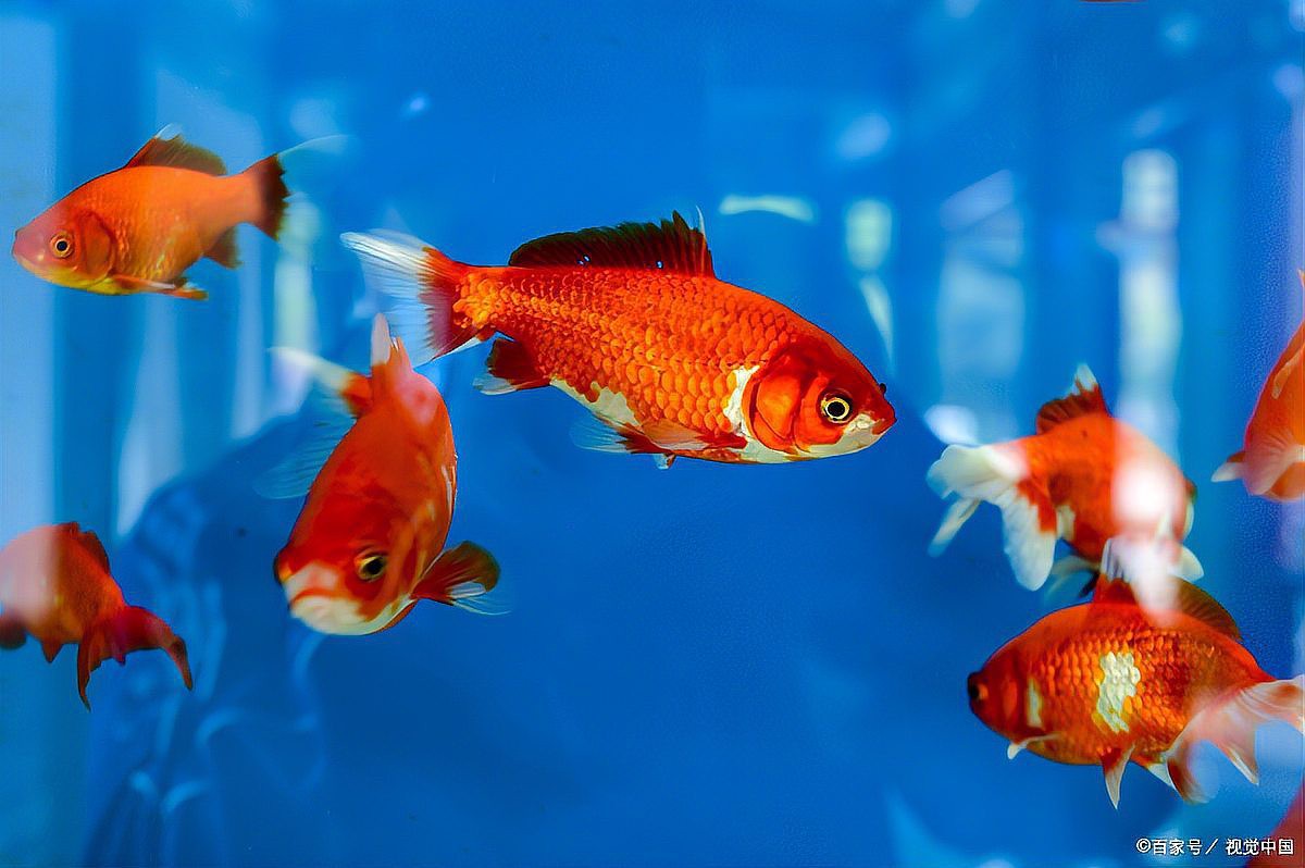 養七條魚象征著什么，\