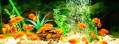 養七條魚象征著什么，\