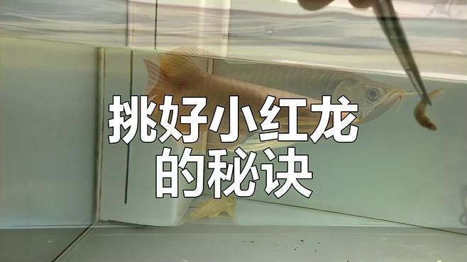 如何挑選健康的辣椒紅龍魚幼魚？ 如何挑選健康的辣椒紅龍魚幼魚？ 龍魚論壇 第8張
