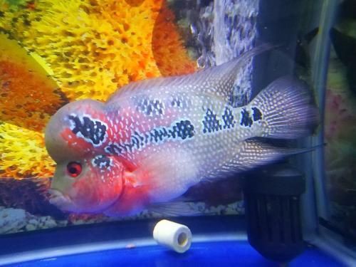 羅漢魚(yú)2024最新價(jià)格走勢(shì)，2024年羅漢魚(yú)價(jià)格呈現(xiàn)多樣化趨勢(shì)