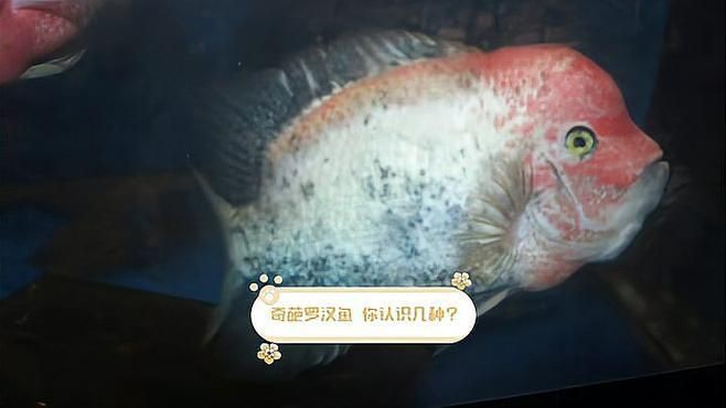 羅漢魚最建議買的5種魚，珍珠羅漢魚哪個品種好看科學領航羅漢魚哪個品種好看科學領航 羅漢魚最建議買的5種魚，珍珠羅漢魚哪個品種好看科學領航羅漢魚哪個品種好看科學領航 龍魚百科 第4張