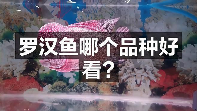 羅漢魚最建議買的5種魚，珍珠羅漢魚哪個品種好看科學領航羅漢魚哪個品種好看科學領航 羅漢魚最建議買的5種魚，珍珠羅漢魚哪個品種好看科學領航羅漢魚哪個品種好看科學領航 龍魚百科 第1張