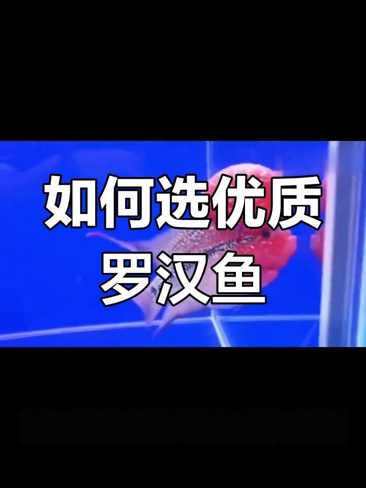 羅漢魚最建議買的5種魚，珍珠羅漢魚哪個品種好看科學領航羅漢魚哪個品種好看科學領航 羅漢魚最建議買的5種魚，珍珠羅漢魚哪個品種好看科學領航羅漢魚哪個品種好看科學領航 龍魚百科 第3張