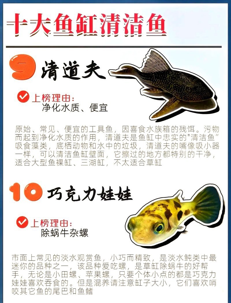 十大冷水清潔魚排名，十大冷水清潔魚的特性、飼養技巧及其生態價值的指南