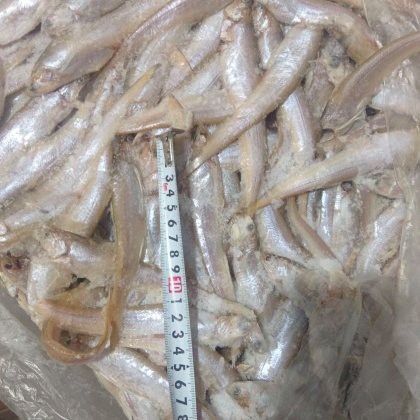 刀魚價格今日價，2025年8月26日刀魚價格信息