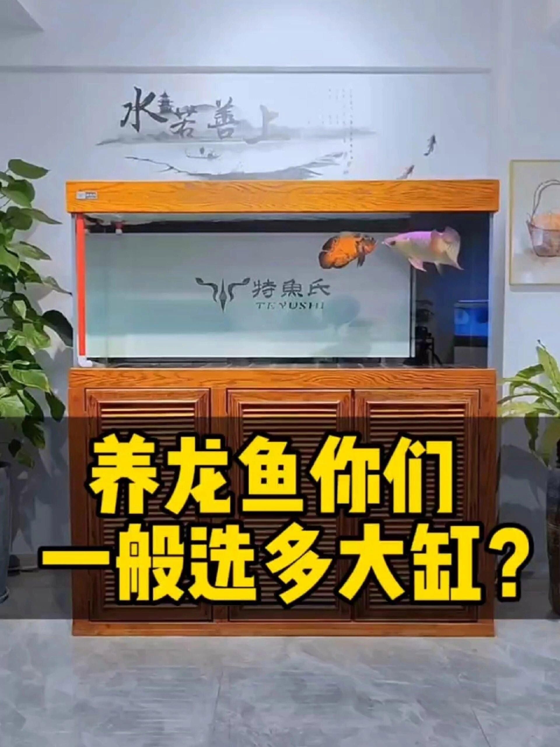 紅龍魚需要多大的水族箱?,養(yǎng)紅龍魚需要多大的水族箱 龍魚百科 第4張 紅龍魚需要多大的水族箱?,養(yǎng)紅龍魚需要多大的水族箱 紅龍魚需要多大的水族箱?,養(yǎng)紅龍魚需要多大的水族箱 龍魚百科 第4張
