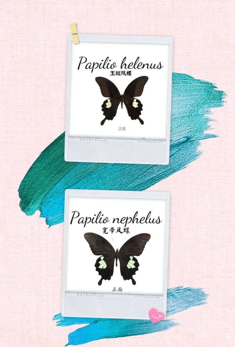 寬帶鳳蝶和玉斑鳳蝶區別，寬帶鳳蝶與玉斑鳳蝶的差異大揭秘幻域悠然小王子竹軒與寬帶鳳蝶的區別