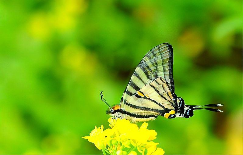 寬帶鳳蝶和玉斑鳳蝶區(qū)別，寬帶鳳蝶與玉斑鳳蝶的差異大揭秘幻域悠然小王子竹軒與寬帶鳳蝶的區(qū)別