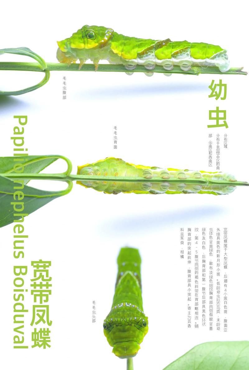 寬帶鳳蝶和玉斑鳳蝶區(qū)別，寬帶鳳蝶與玉斑鳳蝶的差異大揭秘幻域悠然小王子竹軒與寬帶鳳蝶的區(qū)別