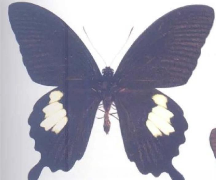 寬帶鳳蝶和玉斑鳳蝶區(qū)別，寬帶鳳蝶與玉斑鳳蝶的差異大揭秘幻域悠然小王子竹軒與寬帶鳳蝶的區(qū)別