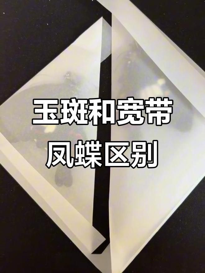 寬帶鳳蝶和玉斑鳳蝶區別，寬帶鳳蝶與玉斑鳳蝶的差異大揭秘幻域悠然小王子竹軒與寬帶鳳蝶的區別