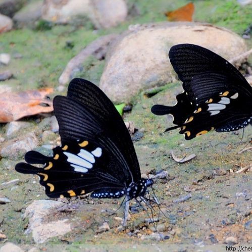 寬帶鳳蝶和玉斑鳳蝶區(qū)別，寬帶鳳蝶與玉斑鳳蝶的差異大揭秘幻域悠然小王子竹軒與寬帶鳳蝶的區(qū)別