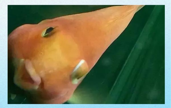 如何治療紅龍魚的凸眼?。?，紅龍魚凸眼病如何治療？