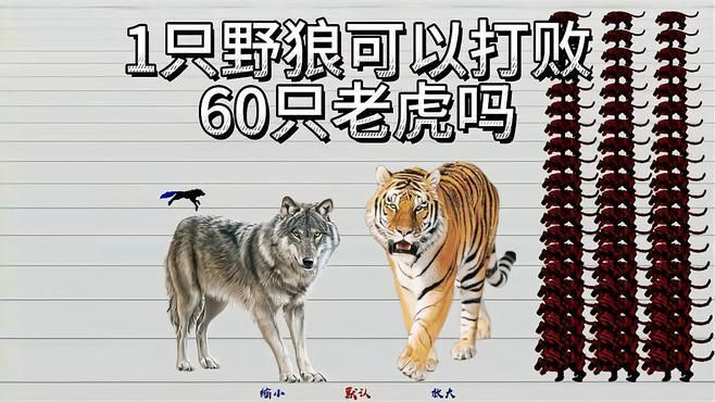 老虎vs狼王，老虎與狼王的對決