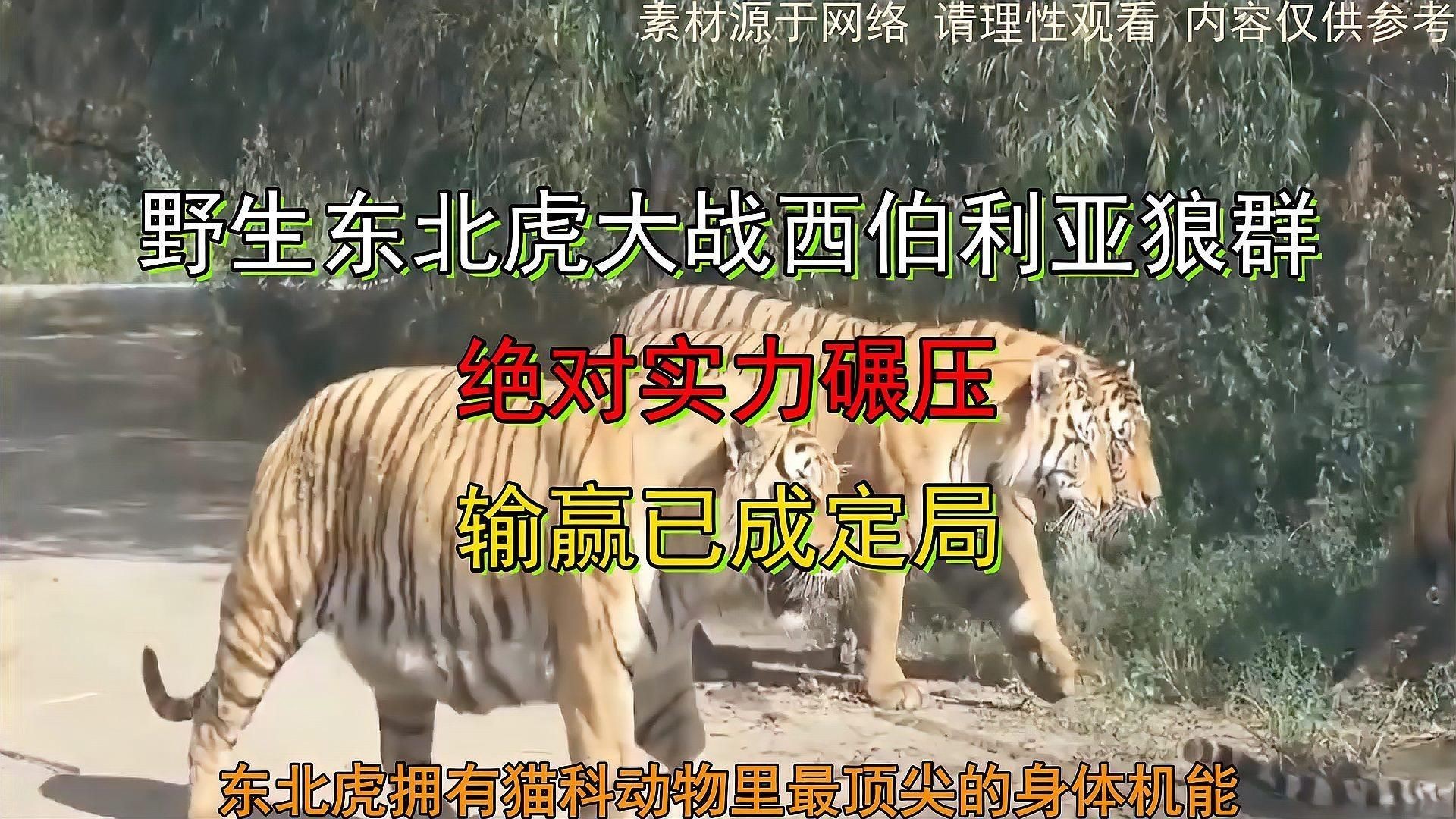 老虎vs狼王，老虎與狼王的對決