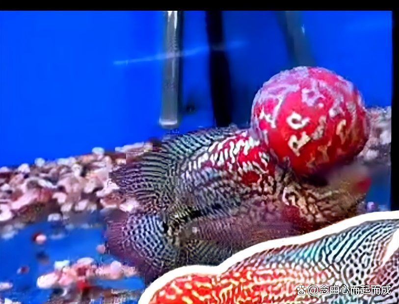 羅漢魚適合什么屬相，養羅漢魚的注意事項