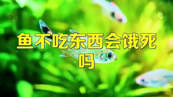紅龍魚多久不吃食會餓死？，紅龍魚不吃食會餓死嗎如何判斷是否患病全民小視頻
