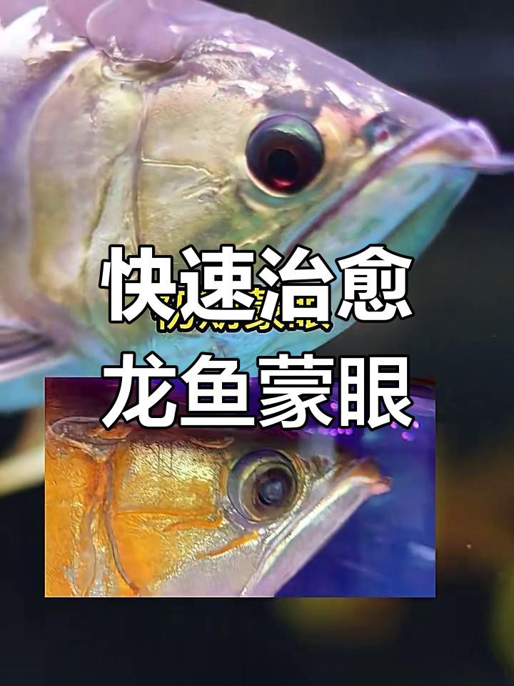 如何判斷龍魚是否已經治愈蒙眼病？，如何判斷龍魚蒙眼病是否真正痊愈