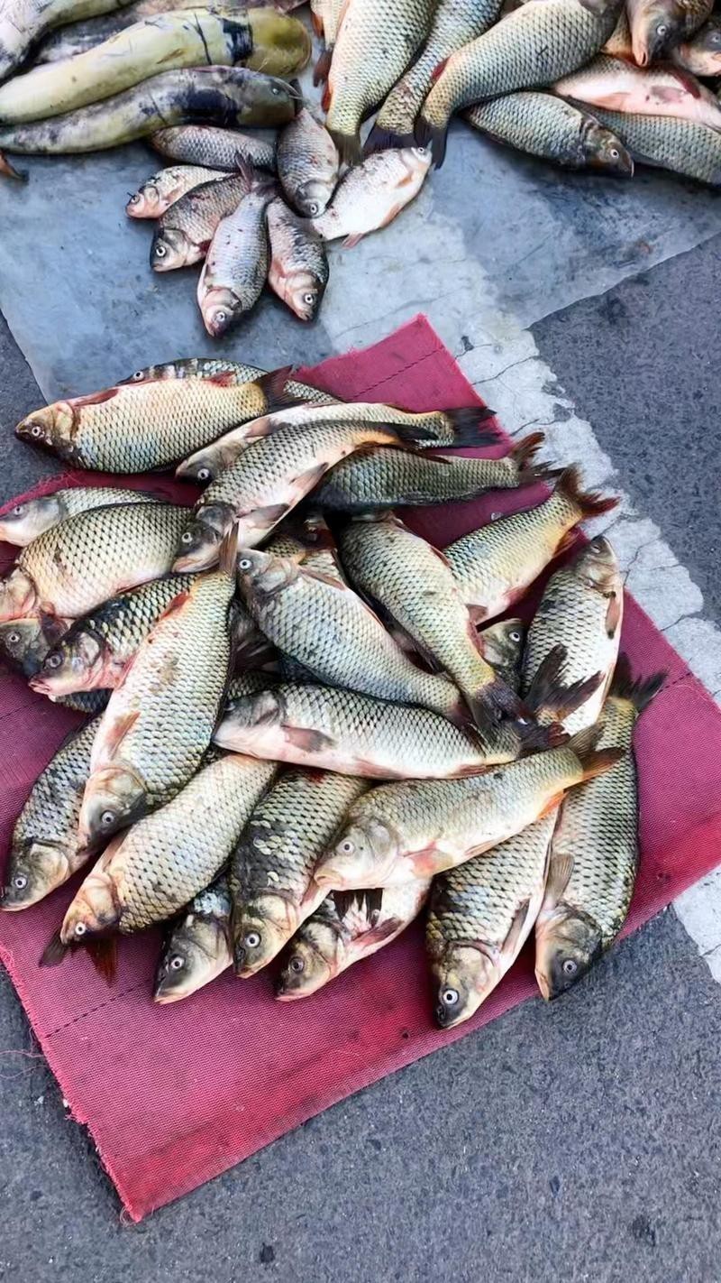 扎賚諾爾龍魚店，呼倫貝爾的隱藏美食天堂扎賚諾爾龍魚店有哪些推薦 扎賚諾爾龍魚店，呼倫貝爾的隱藏美食天堂扎賚諾爾龍魚店有哪些推薦 全國水族館企業名錄 第9張
