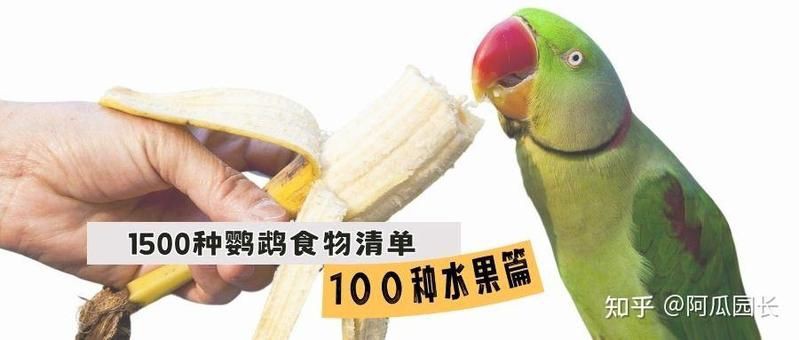 綠皮皇冠豹最愛吃三種水果，綠皮皇冠豹飲食偏好揭示其最愛吃的三種水果，鸚鵡竟愛吃這些 綠皮皇冠豹最愛吃三種水果，綠皮皇冠豹飲食偏好揭示其最愛吃的三種水果，鸚鵡竟愛吃這些 龍魚百科 第2張