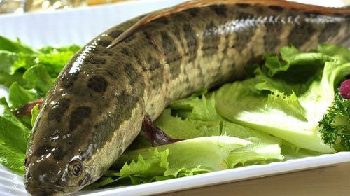 老年人吃黑魚好不好，副主任醫(yī)師三甲,吃黑魚有什么功效