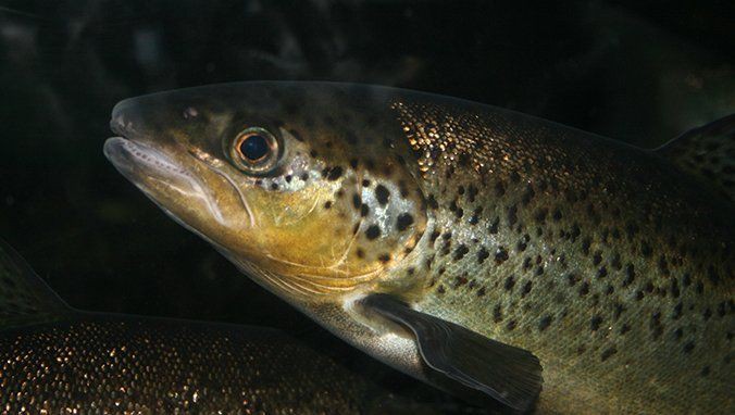 老年人吃黑魚好不好，副主任醫(yī)師三甲,吃黑魚有什么功效